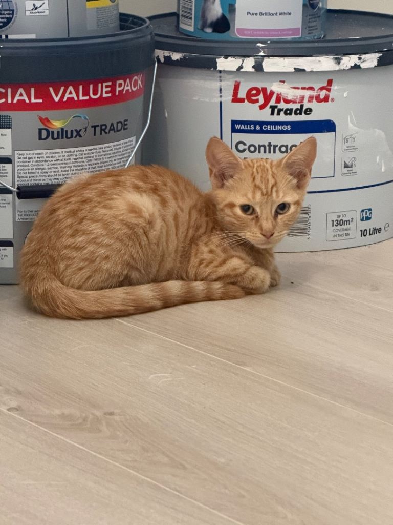 Ginger kittens looking for a new home