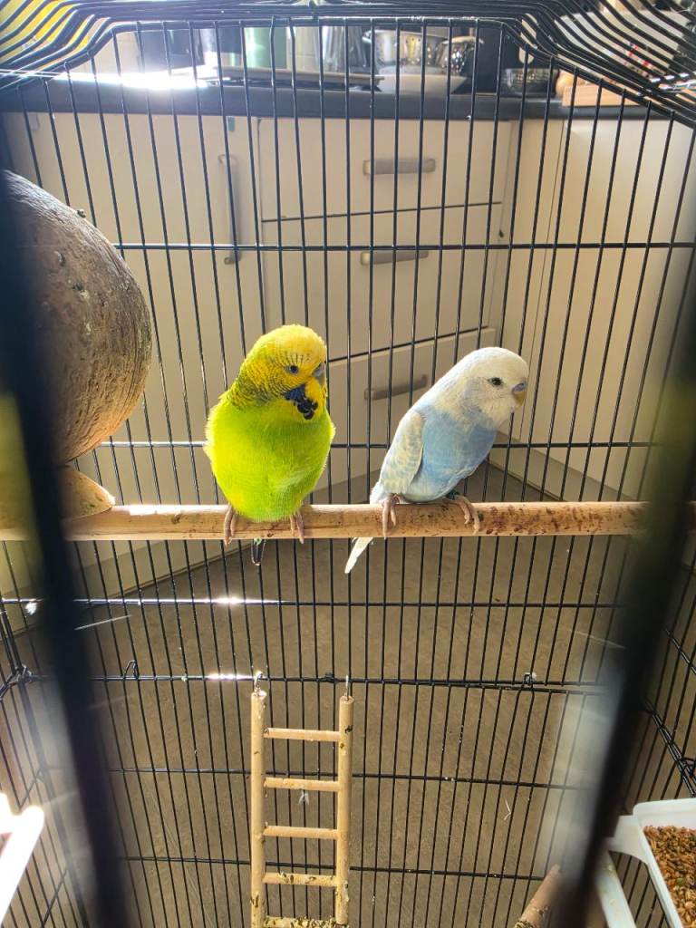 Pair or budgies