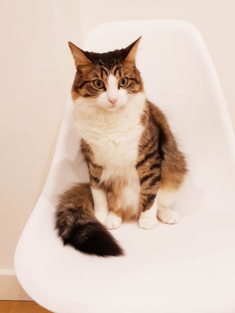 Simba 10yr old male cat