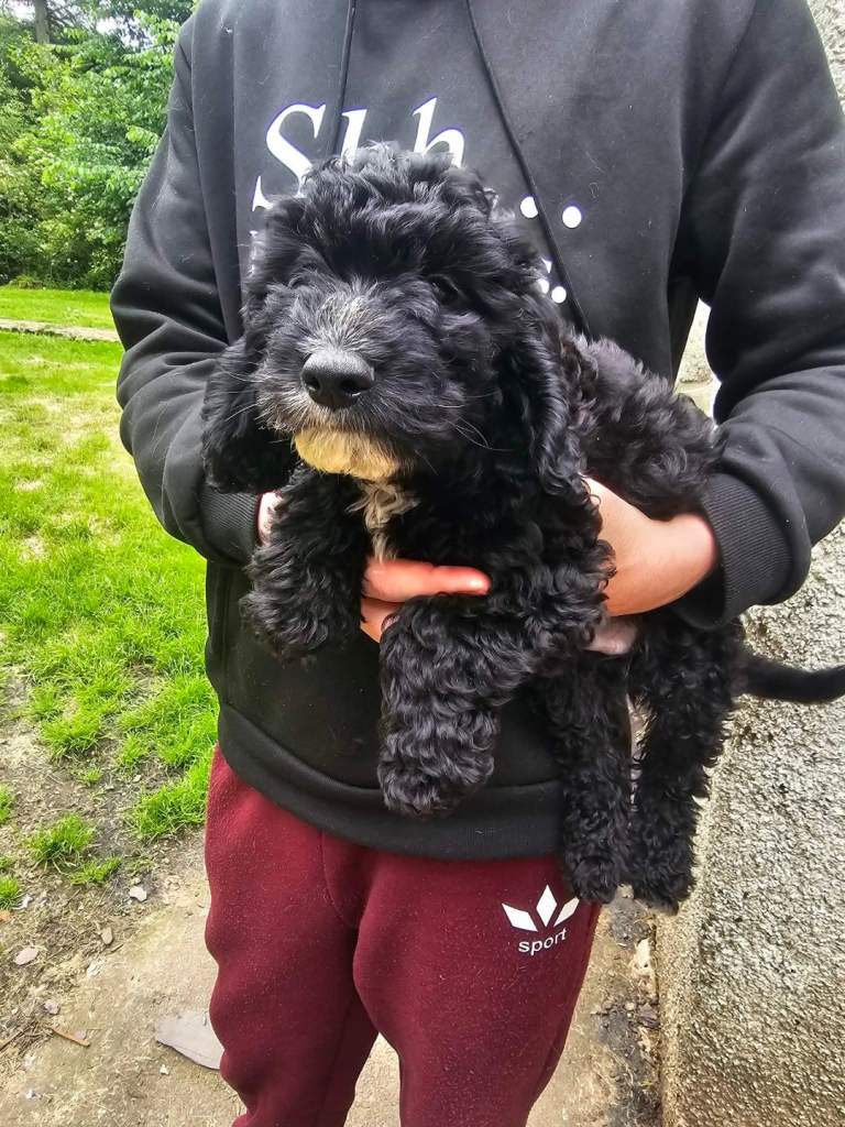 Cockapoo pups