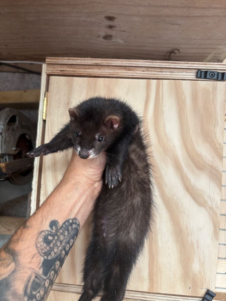 Black ferrets 