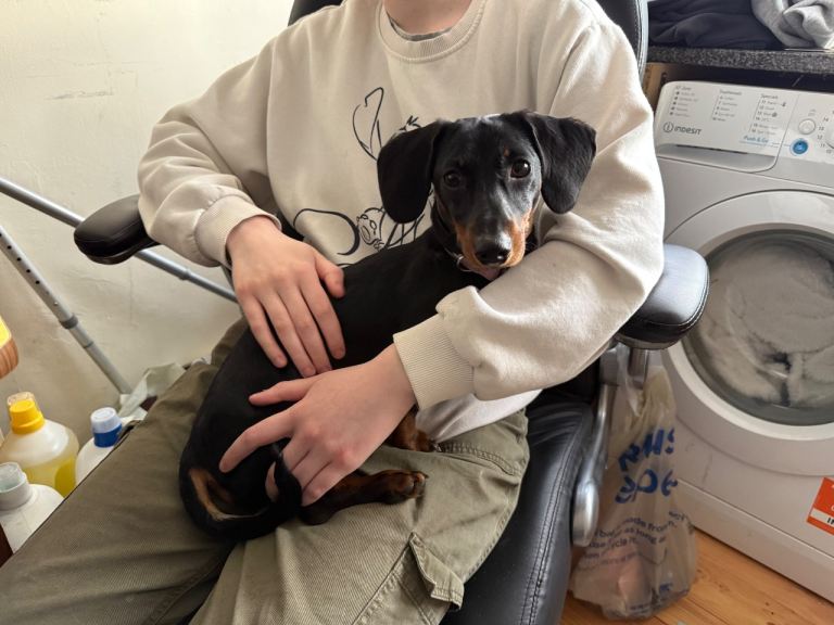 Female Dachshund 