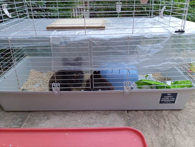 Pets at Home Rabbit 120 Indoor Cage white + bottle & hide. good condition. local delivery possible. 