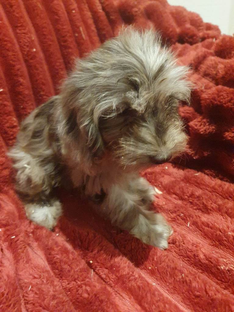 Cockapoo puppies: chocolate, choc merle and cream
