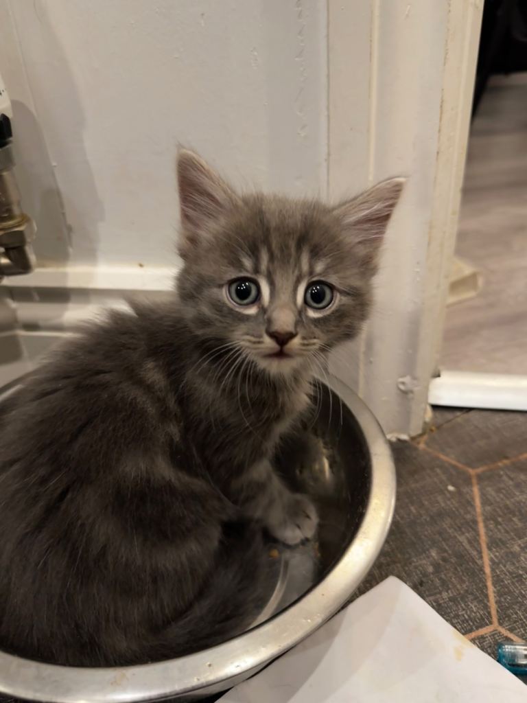Kittens for sale