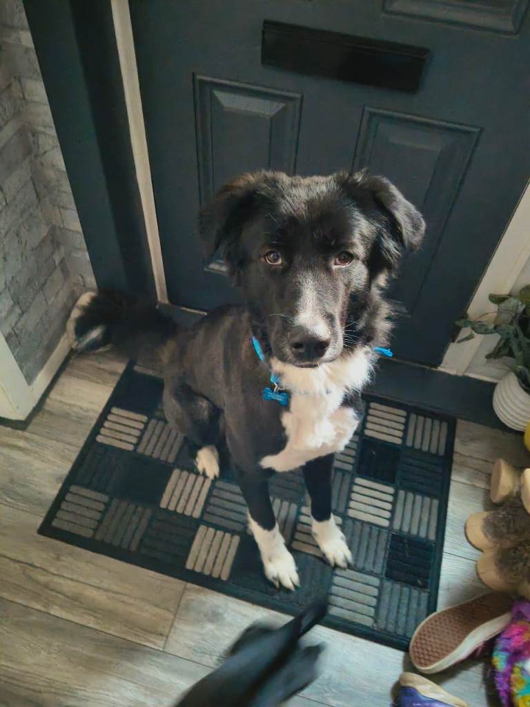 Dog 