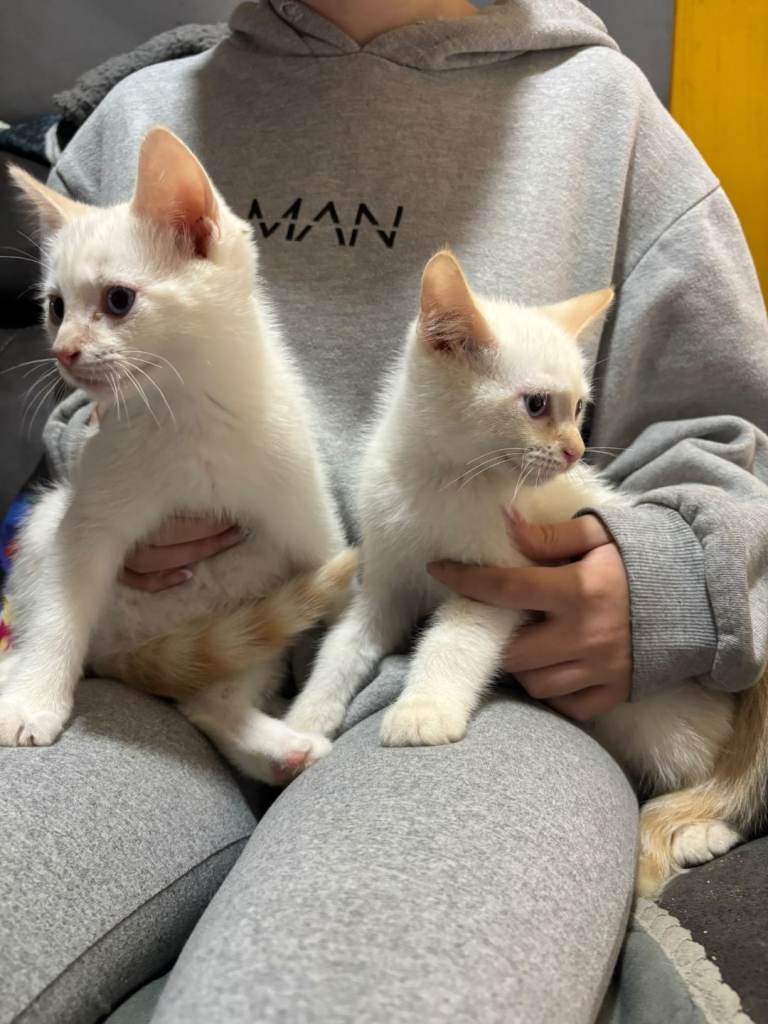 Ragdoll x Siamese kittens