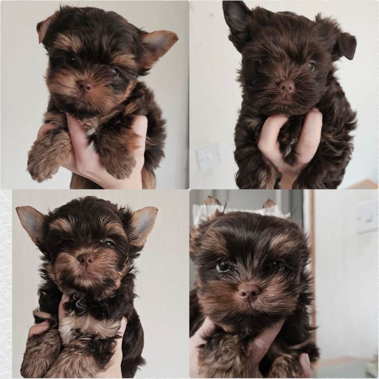 Beautiful Chocolate Yorkshire Terrier Puppies