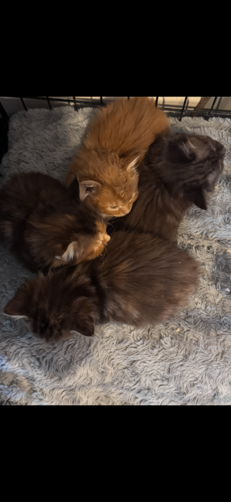 Ragdoll X Tabby kittens for sale
