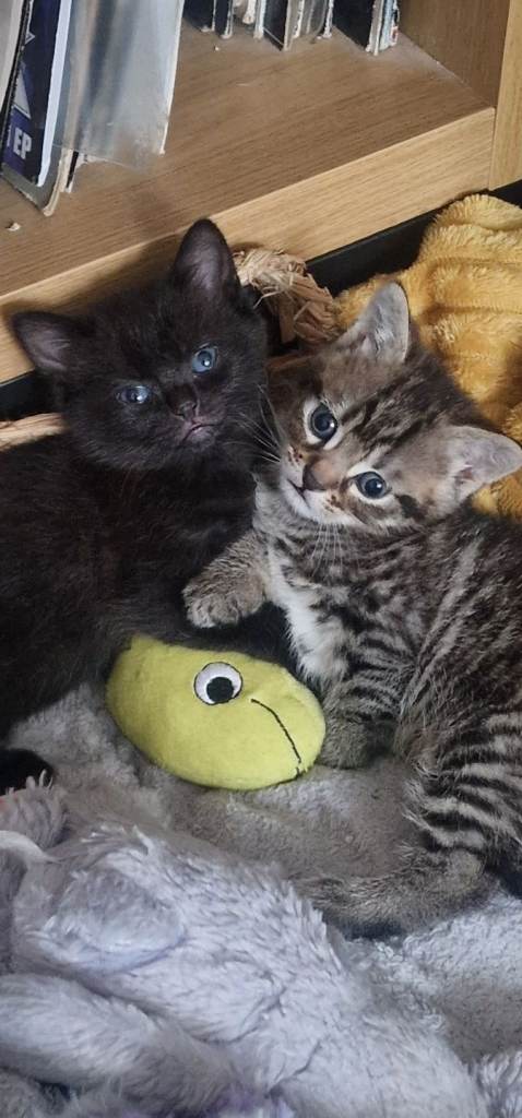 2 x Kittens