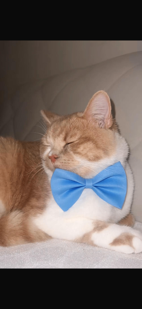 3 Year old male British shorthair 