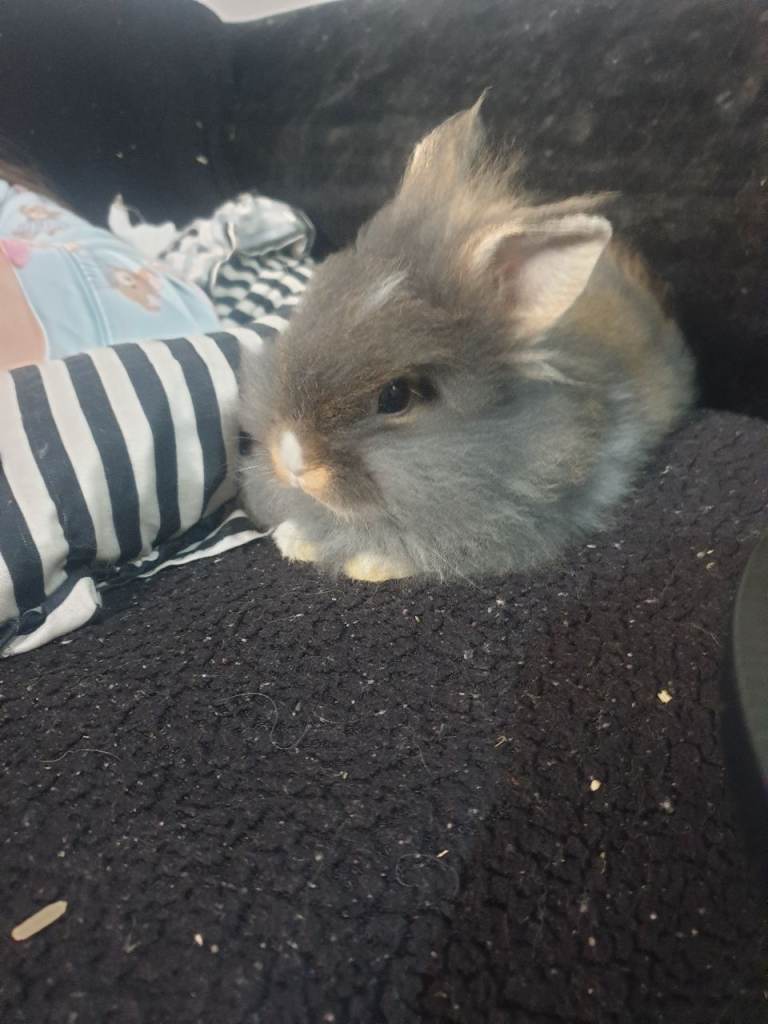 Ready to leave 2 female lionhead rabbits 