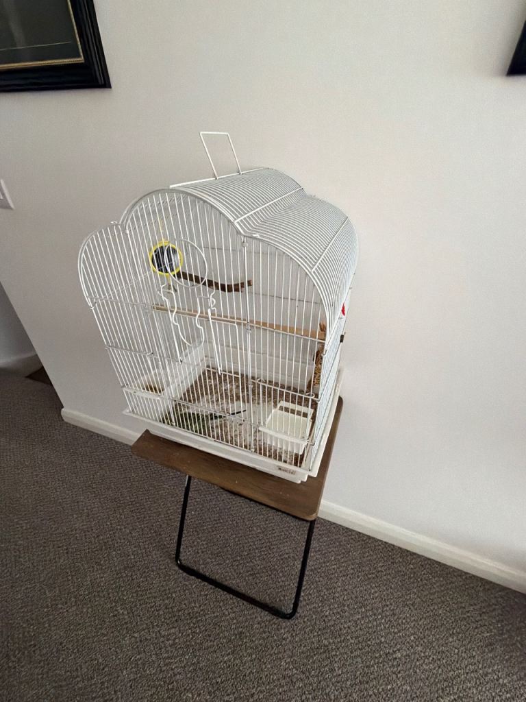 Budgie & Cage & Accessories 