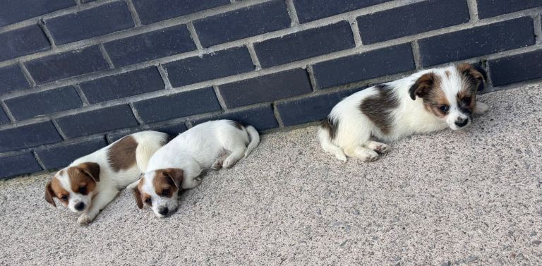 Shih Tzu cross Jack Russell pups