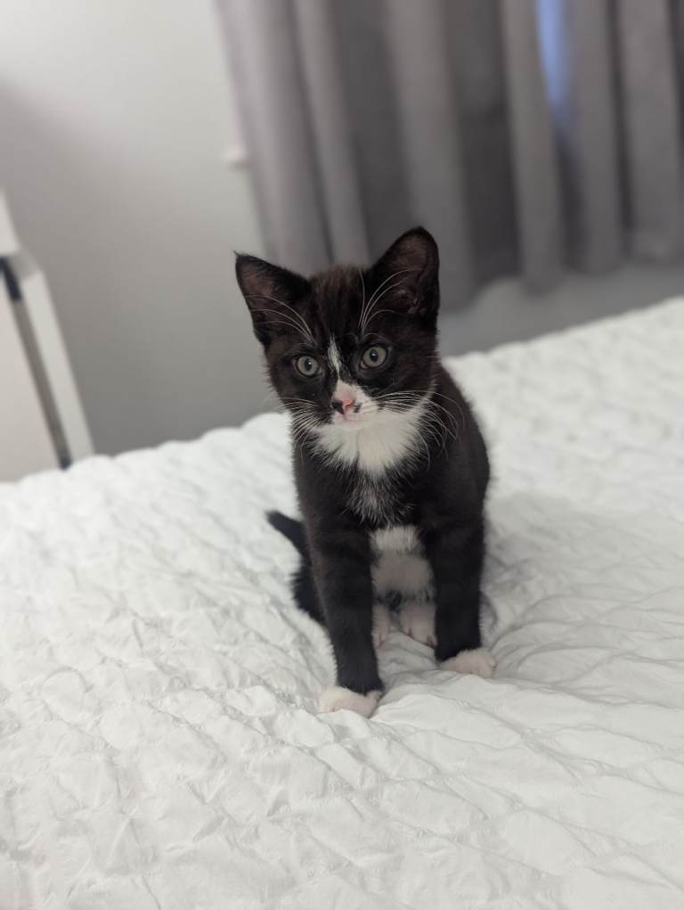 Beautiful female kitten 