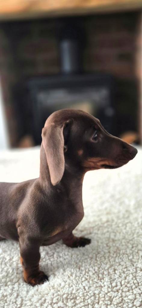 🐾 KC Reg Female Miniature Dachshund 🐾