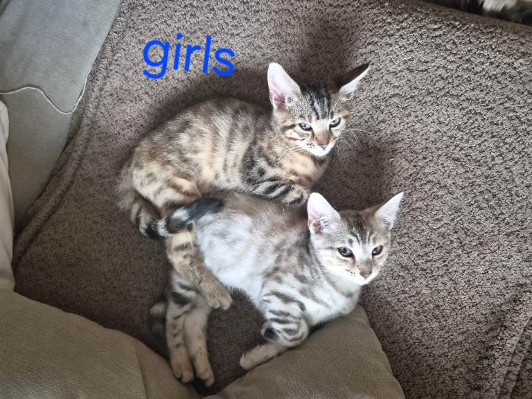 Bengal kittens 