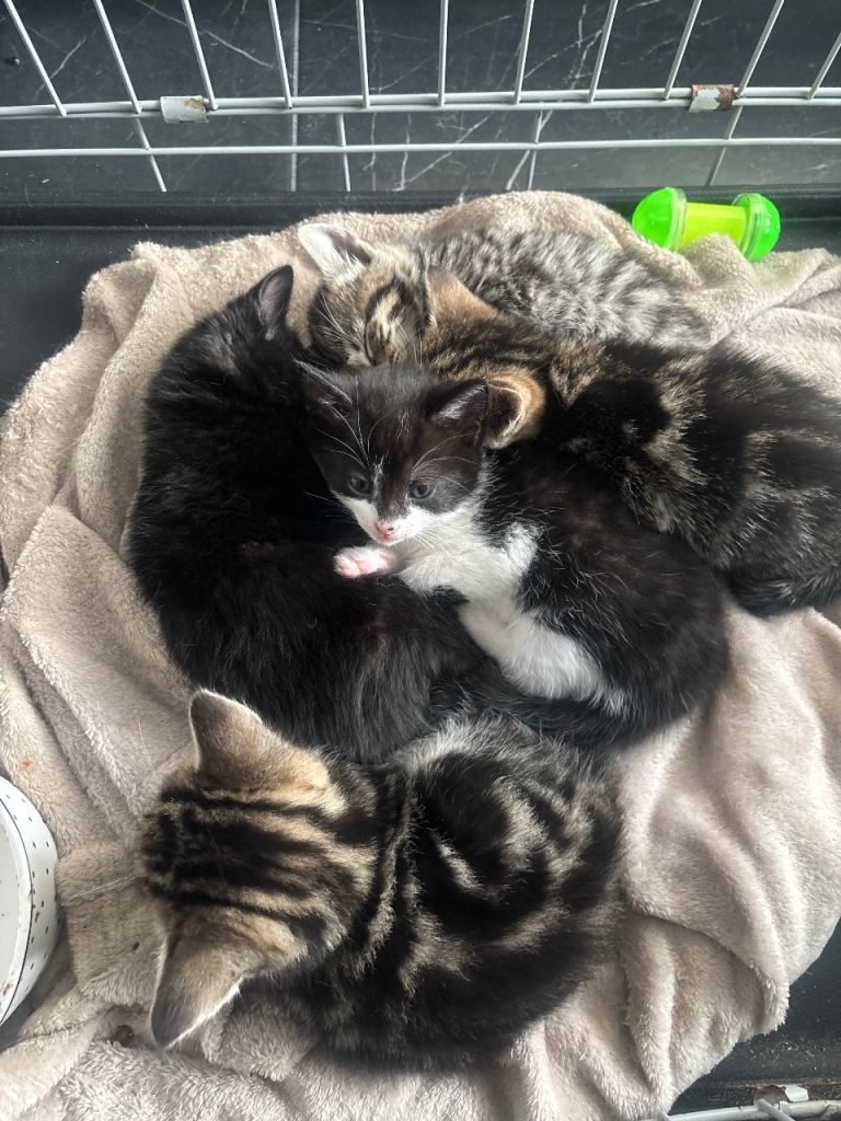3 lovely kittens ready now 1 LEFT!!!