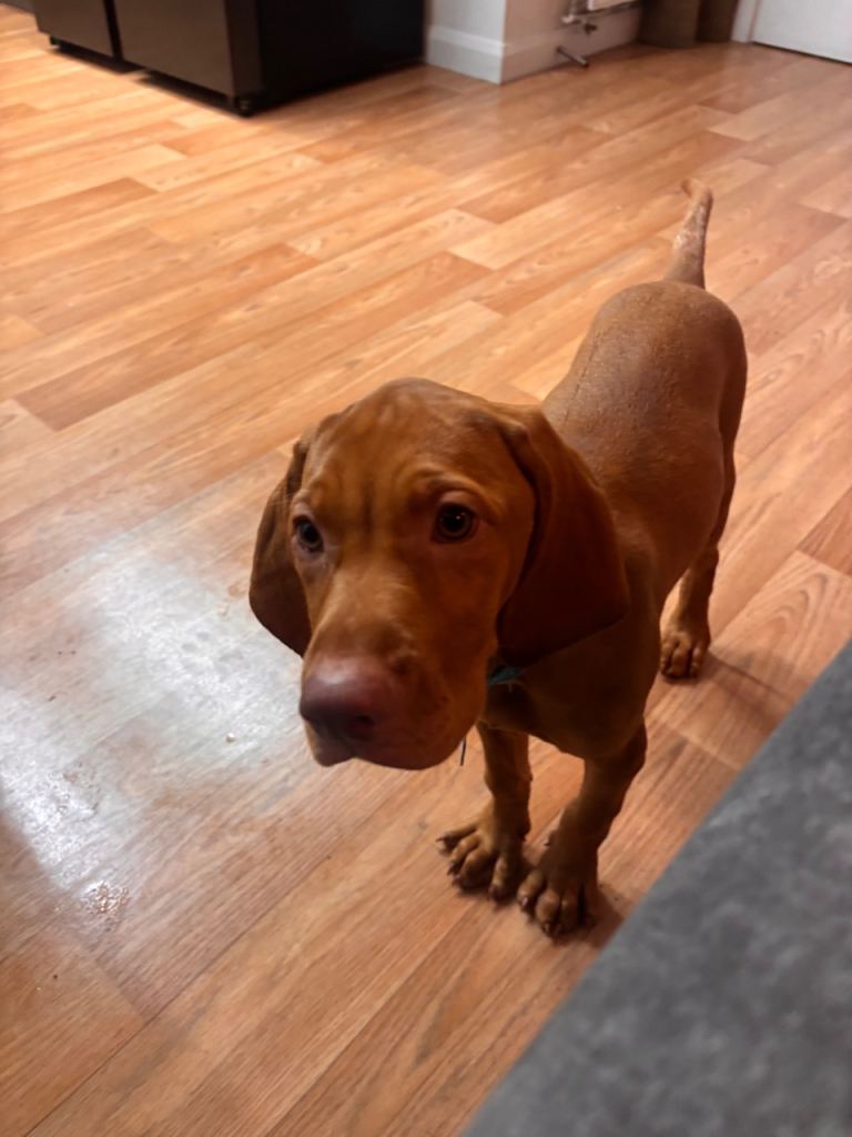 Hungarian Vizsla pups