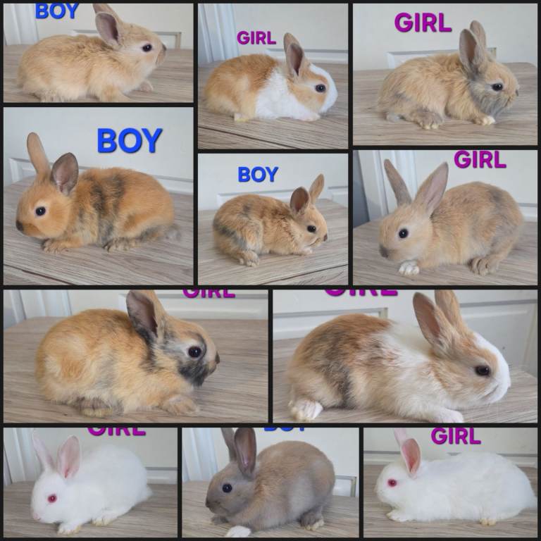 HAND REARED BABY RABBITS!!!!
