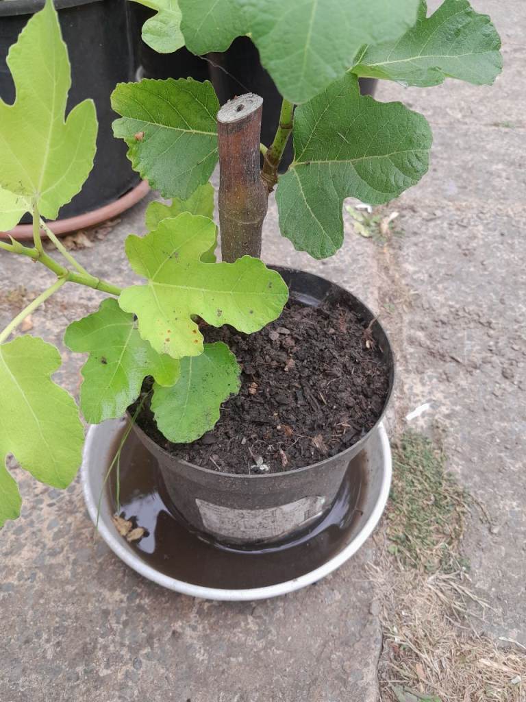 Fig Tree Plant in Pot – Healthy Young Plant