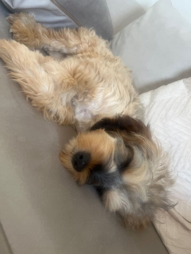 Female Cockapoo 18 weeks old