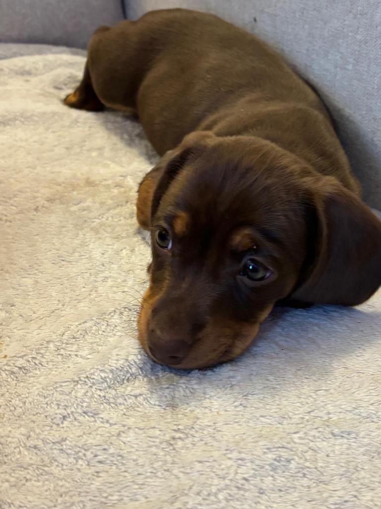 Miniature dachshund puppy
