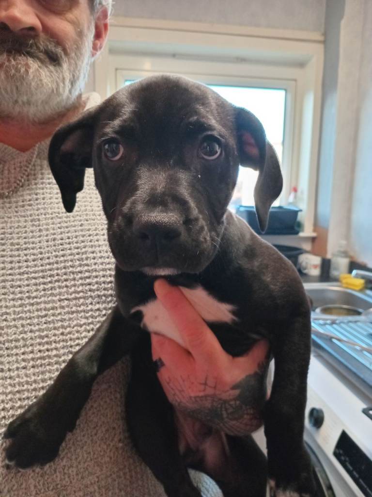 14 week old staffy male