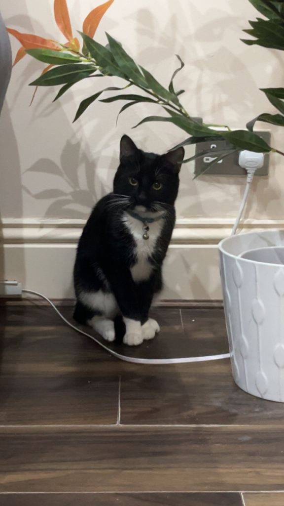 Friendly Cat Looking for Loving Home 