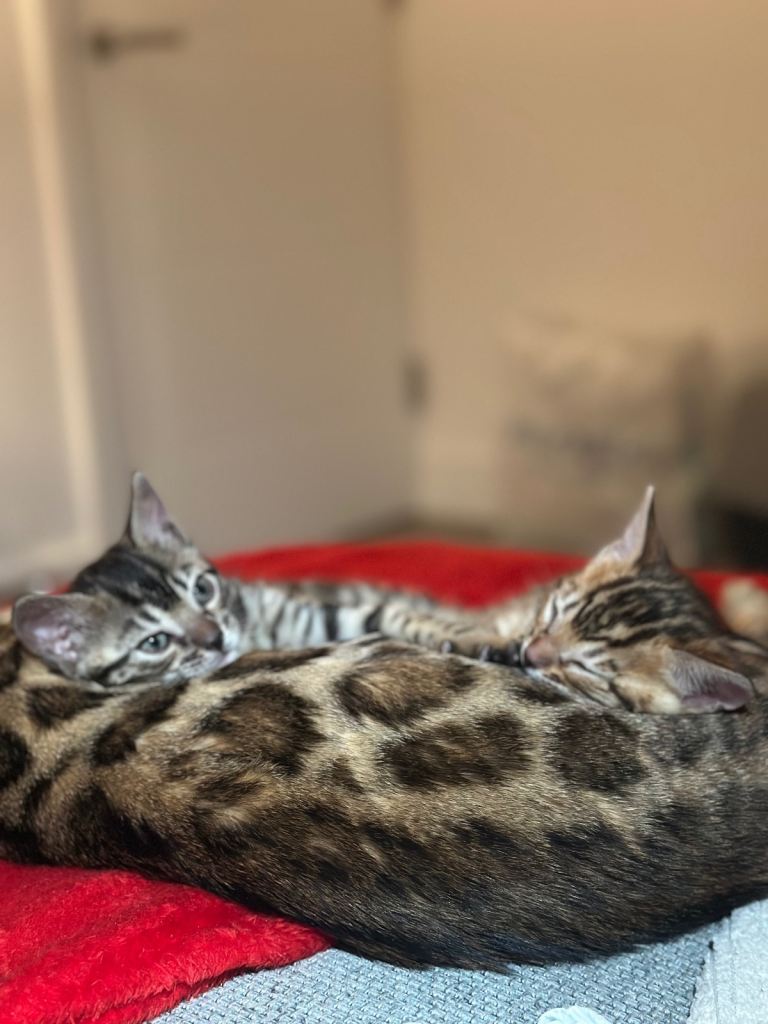 🐾 Pure-Bred Bengal kitten. Only 1 available now! 