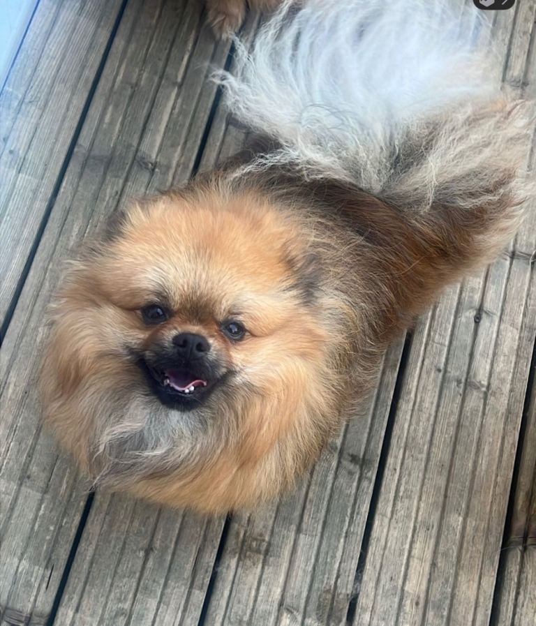 Boy Pomeranian Dogs available 