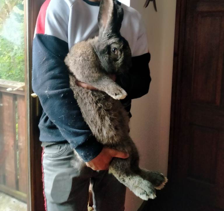 Pure breed giant rabbits 