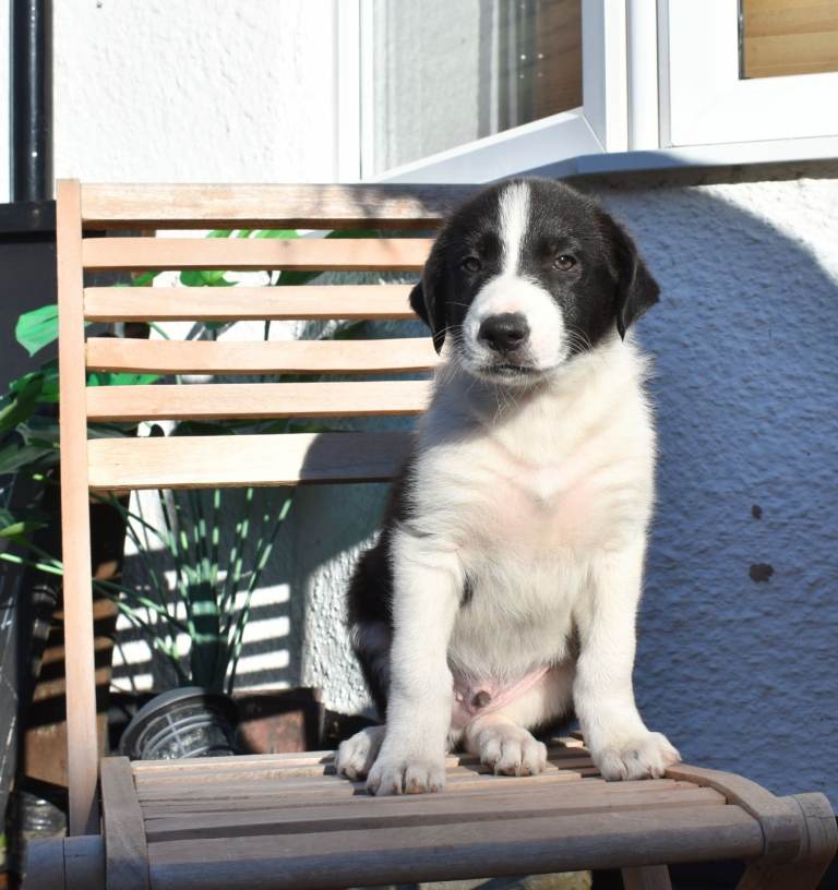 Border Collie Puppies ** 4 REMAINING **