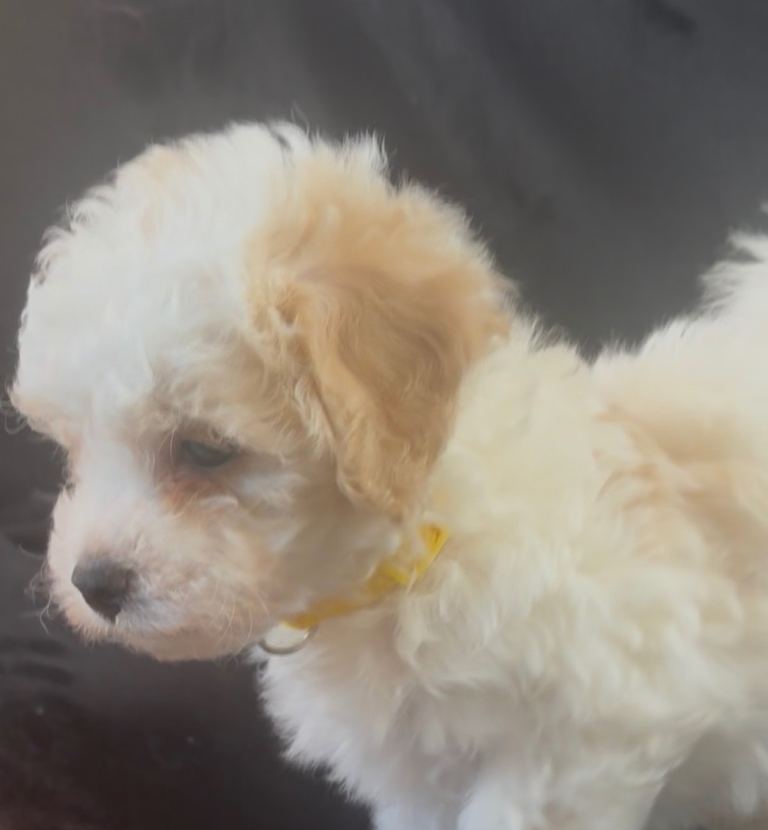Beautiful Bichon x Poodles (Poochon) Puppies 