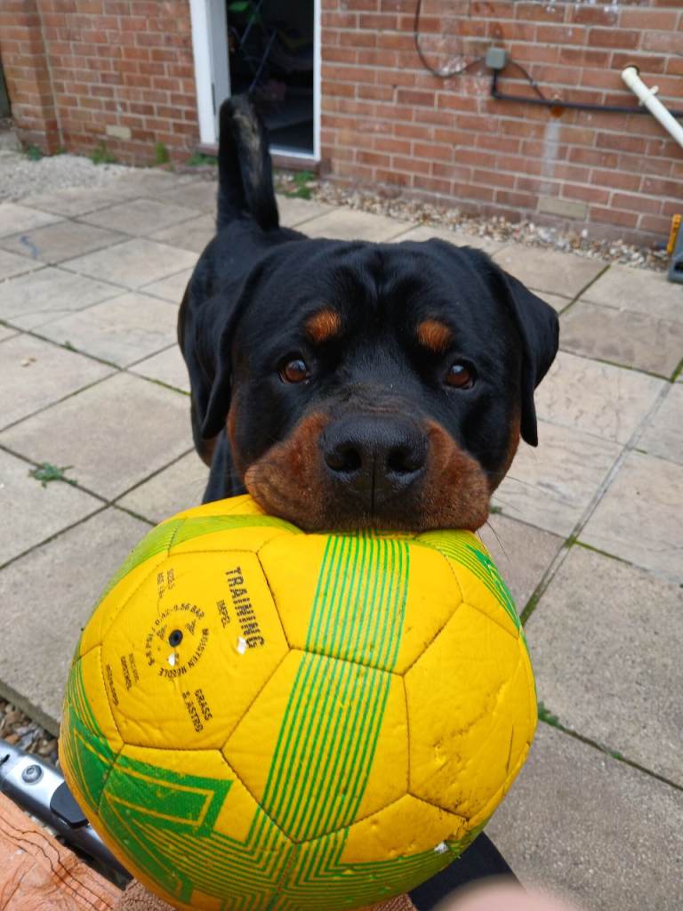 image for Rockwiler.  