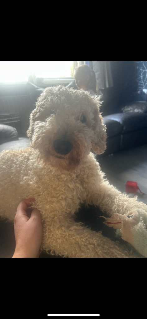 Poochon male 