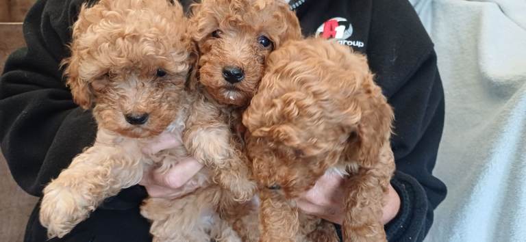 3 Stunning Toy Poodle pups
