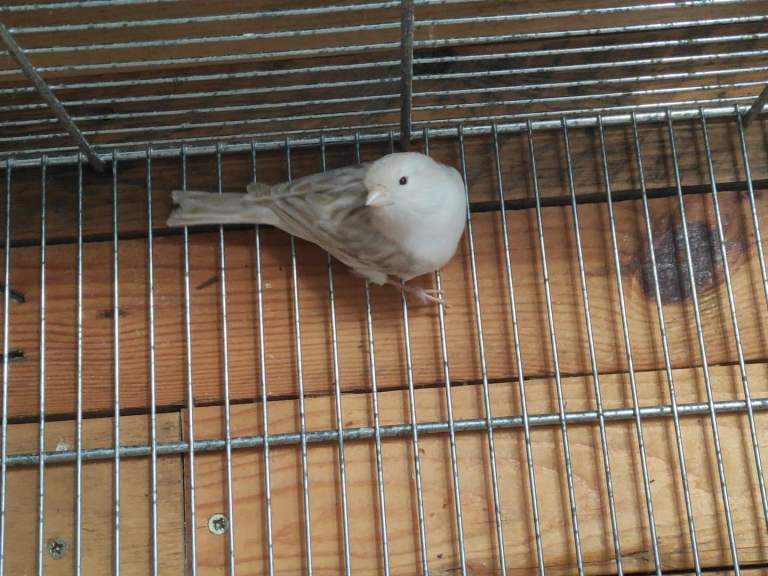 Recessive White Satinette cock