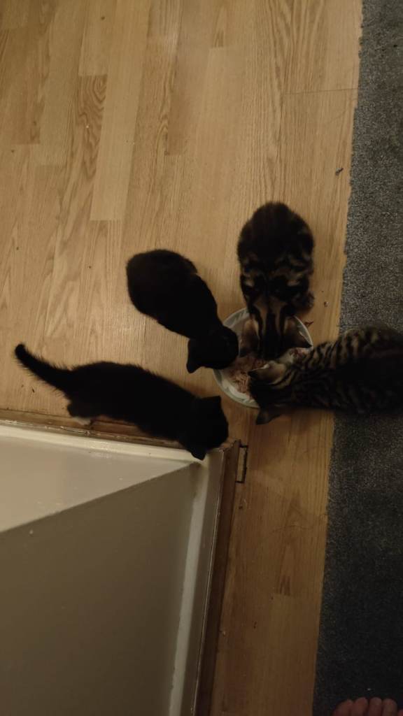 2 lovely kittens for sale 