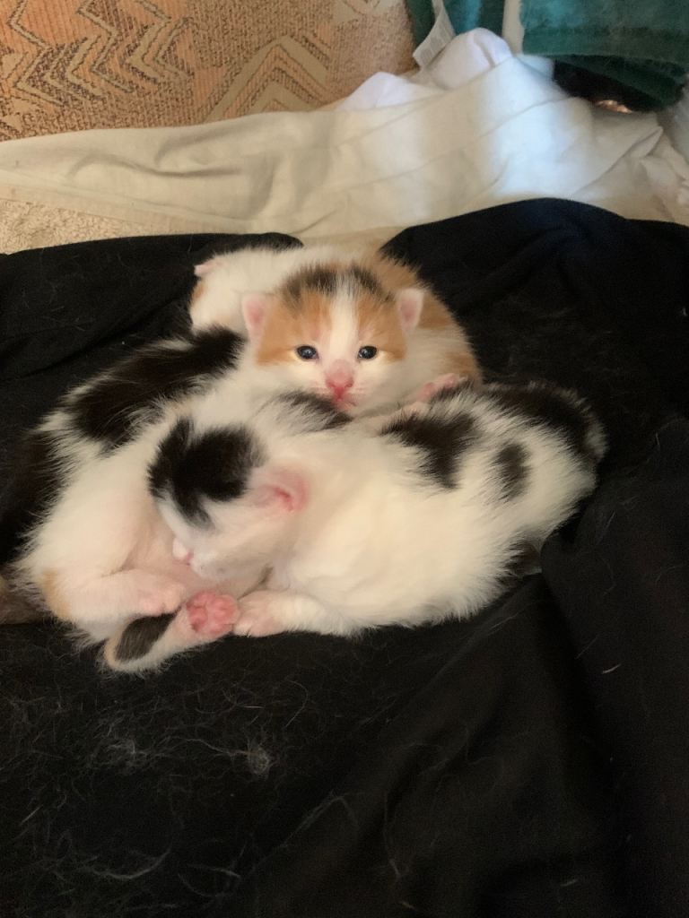 4 Tricolor kittens for sale 
