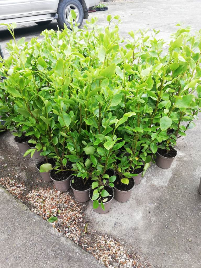 Griselinia Hedging 