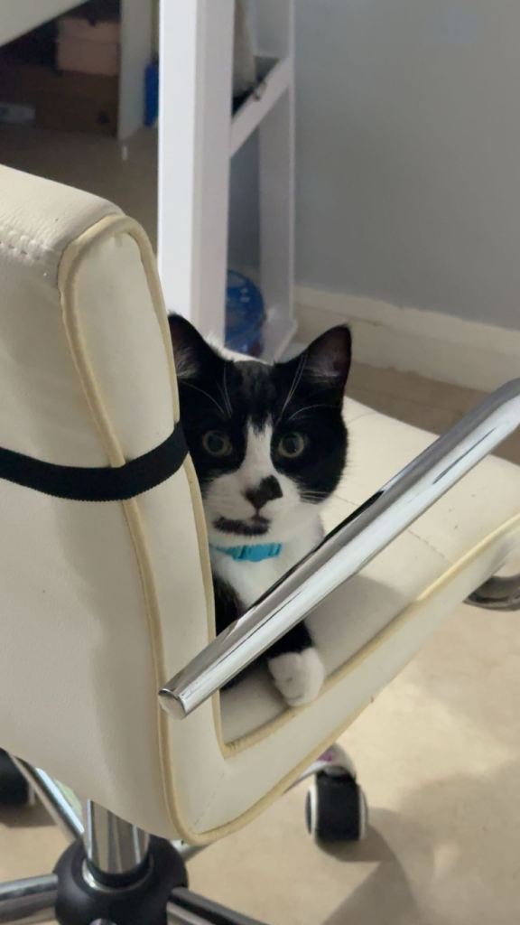 Finding panda a new home