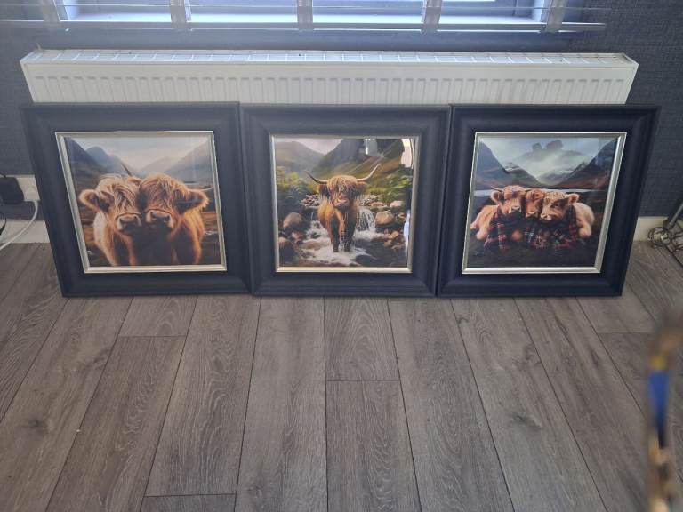 Highland cow photos