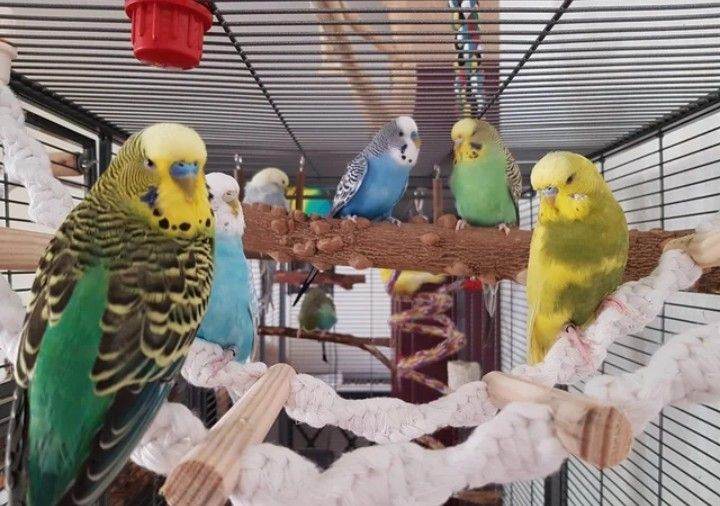 Budgerigars 