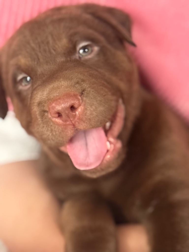 🚨🚨PRICE DROP Rhodesian ridgeback x sharpei 