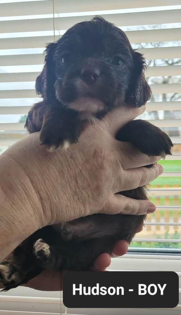 CAVAPOO PUPPIES FOR SALE