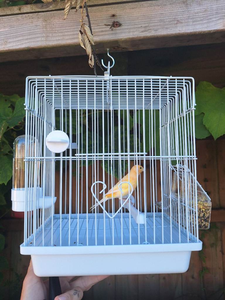 2 male canaries and cages