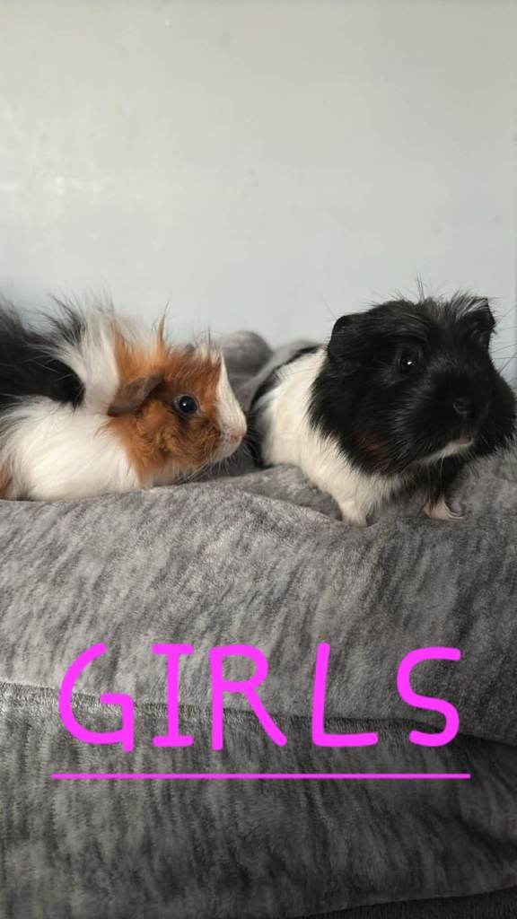 Have one little boy and 2 little girl 