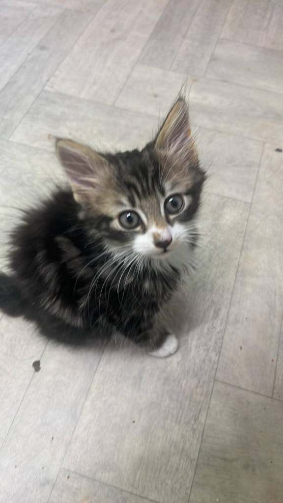 Kittens 