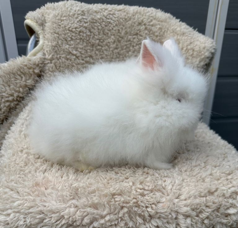 Lionhead Rabbits 
